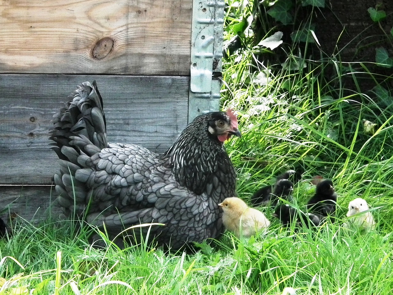 How to Raise Backyard Chickens Sustainably